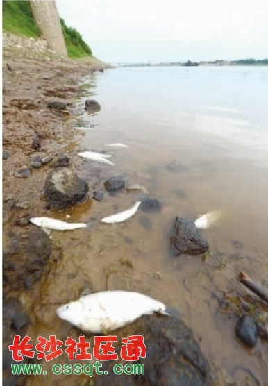 株潭交界河段死魚漂浮5公里 或與企業(yè)排污有關(guān)